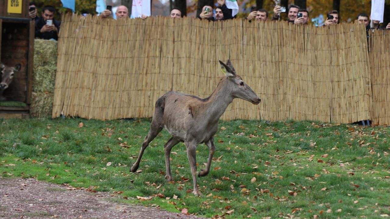 Kocaeli'de Samanlı Dağları'na 7 kızıl geyik salındı