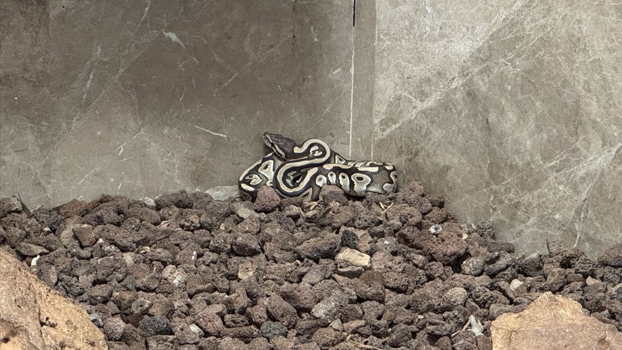 Konya'da Asayiş Kontrolünde Cebinden Çıkan Yavru 'Kraliyet Pitonu' Koruma Altına Alındı