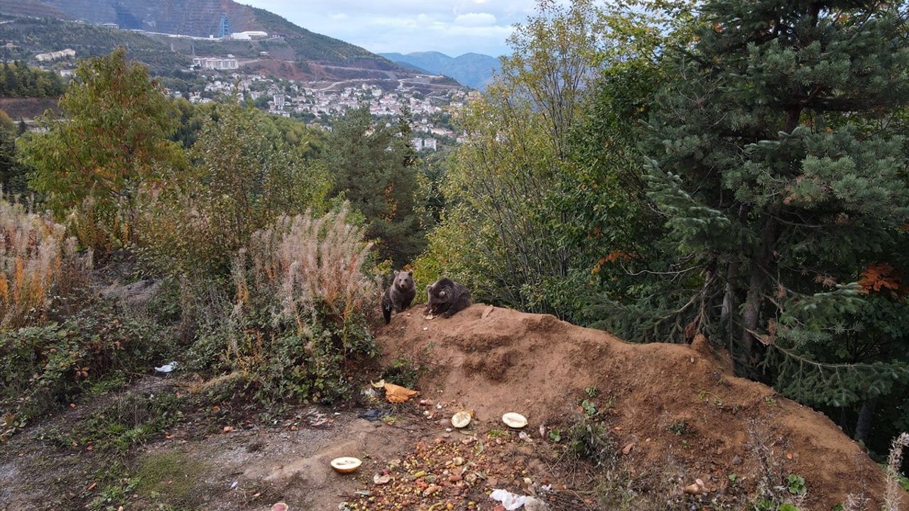 Küre'de kara yolunda görülen iki ayı yavrusu bölge sakinlerince besleniyor