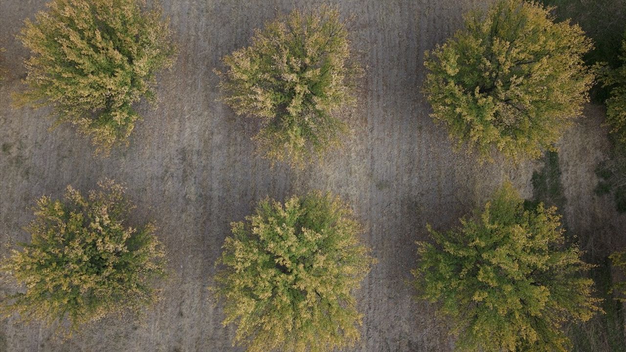 Malatya'da kayısı bahçeleri sonbaharda sarı tonlarla öne çıktı