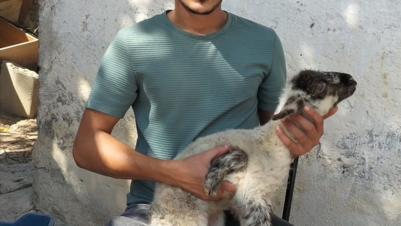 Manavgat'ta 5 Ayaklı Kuzu Doğdu: Veterinerler Olası Nedenleri Açıkladı