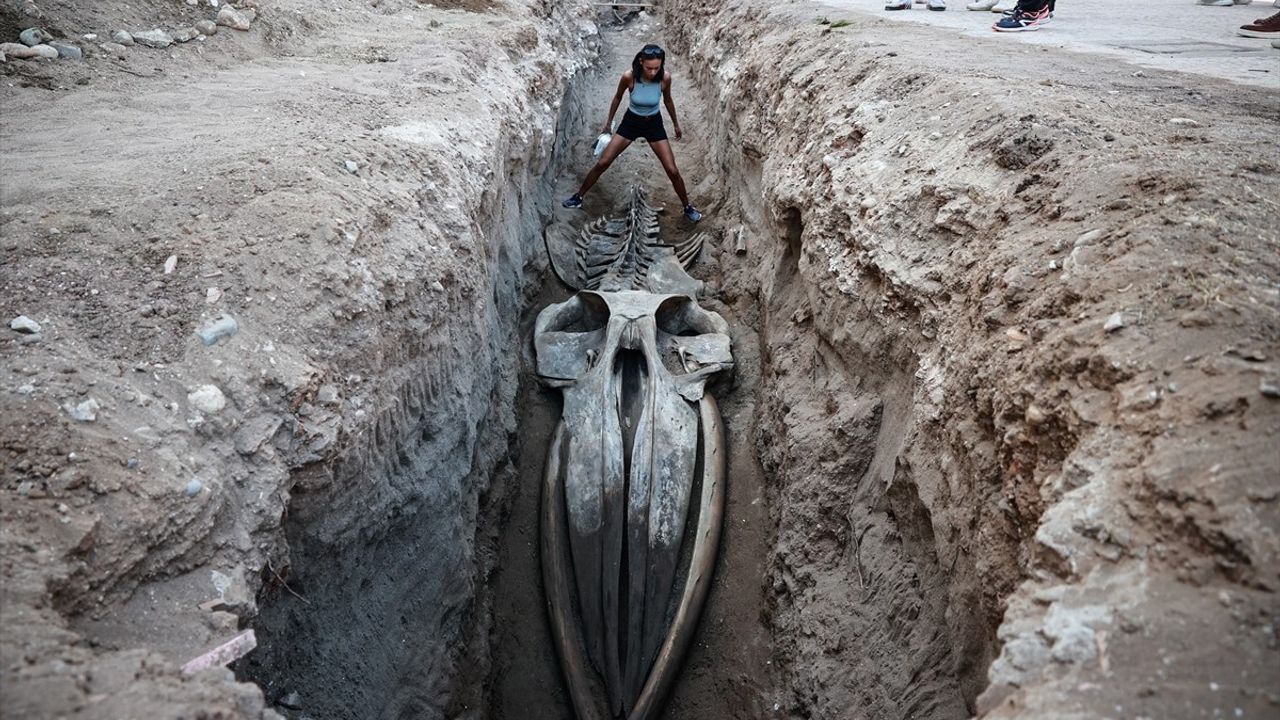 Mersin'de 4 yıl sonra çıkarılan 14 metrelik Fin balinası iskeleti bilim çalışmalarına kazandırılıyor