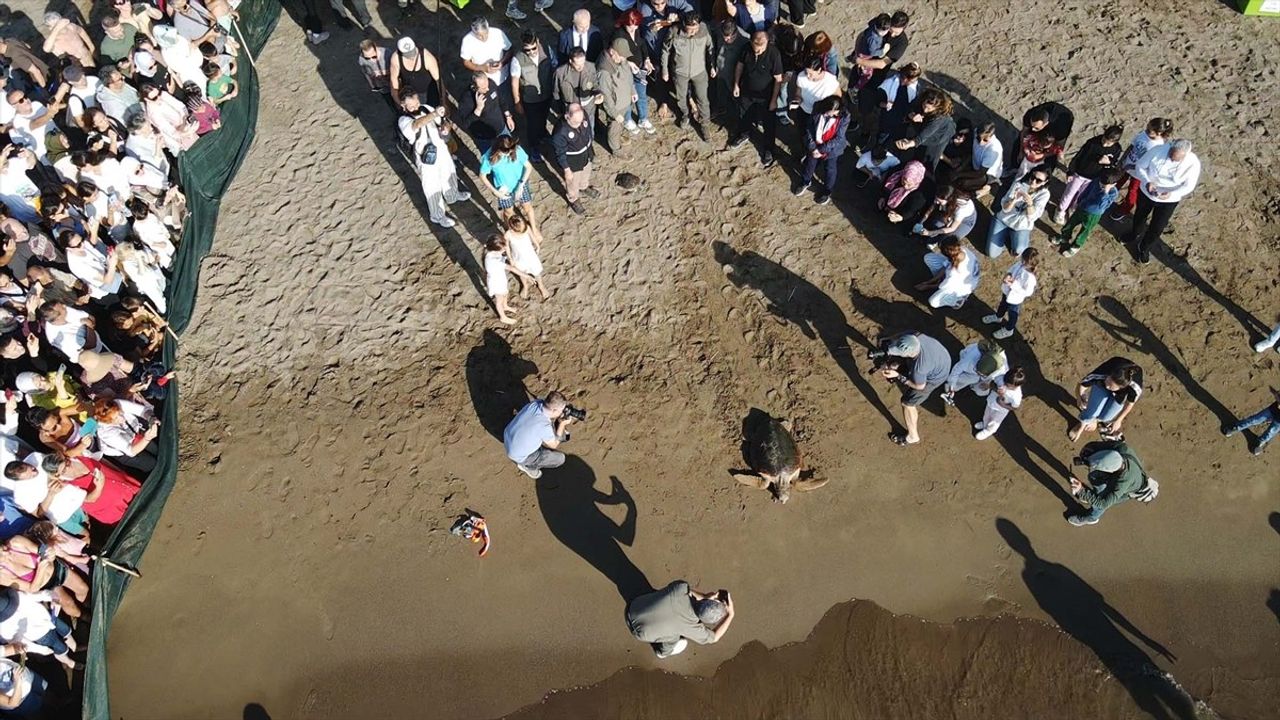 Muğla’da tedavileri tamamlanan 15 deniz kaplumbağası Cumhuriyet’in 102. yılında denizle buluştu