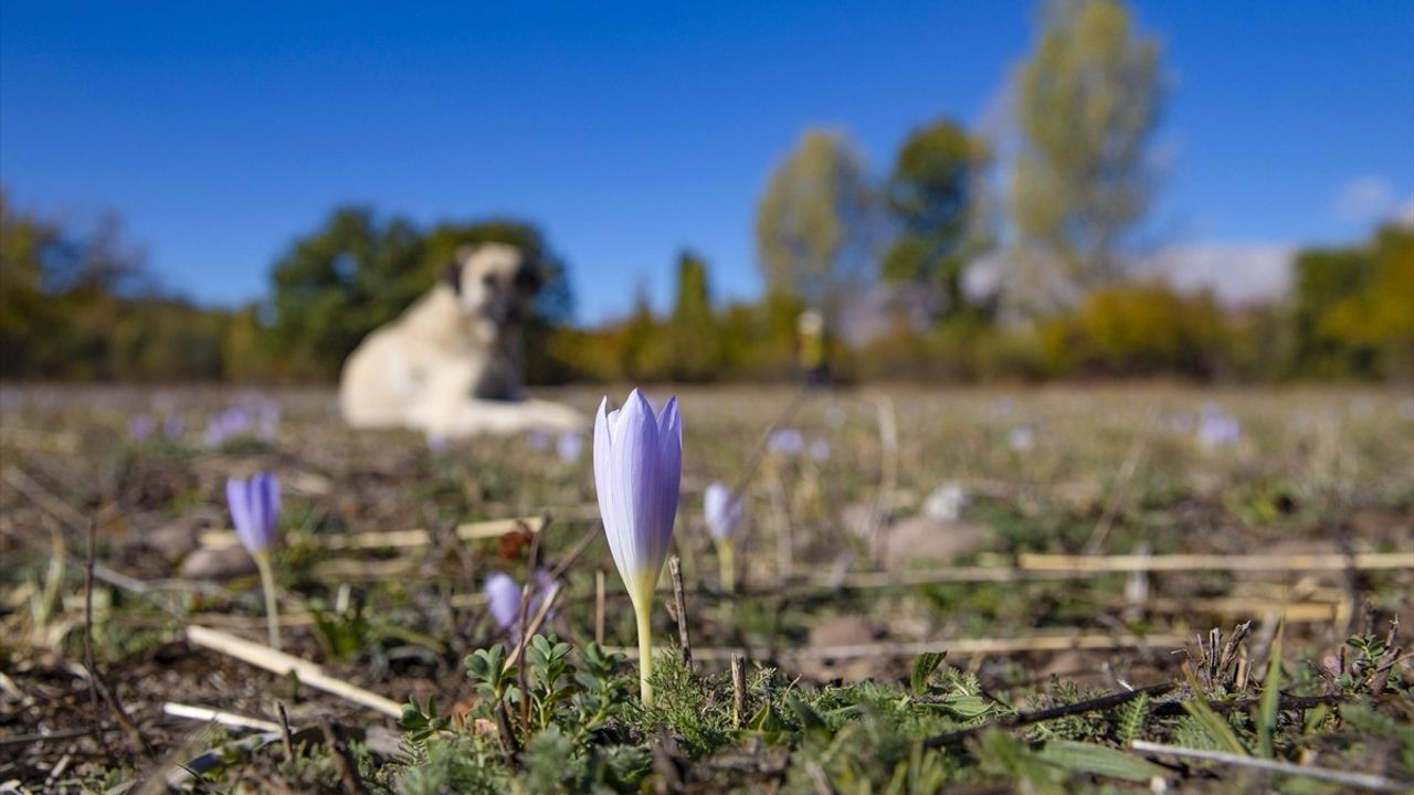 Munzur Vadisi'nde kışın habercisi vargit çiçekleri açtı