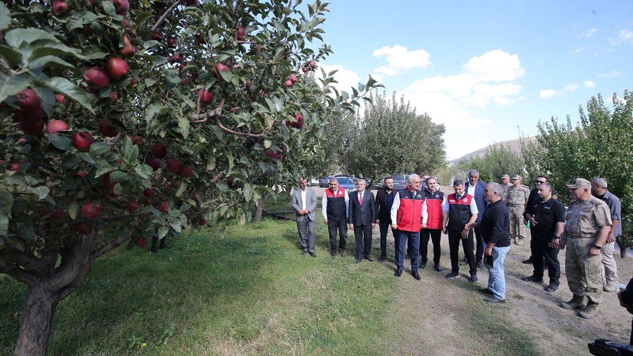 Muş'ta 4 bin 500 dönümlük elma hasadından 100 milyon lira gelir bekleniyor