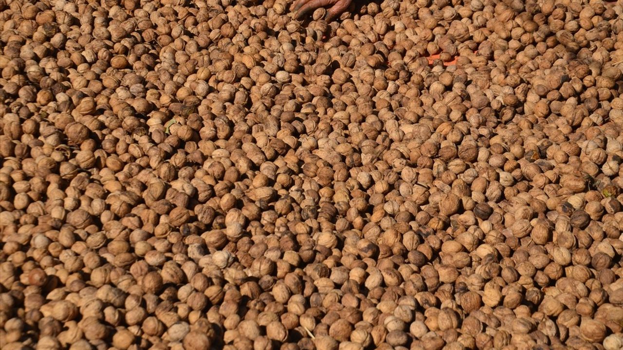 Muş'ta ceviz hasadı başladı: 4 bin 700 dönümden bin ton rekolte bekleniyor