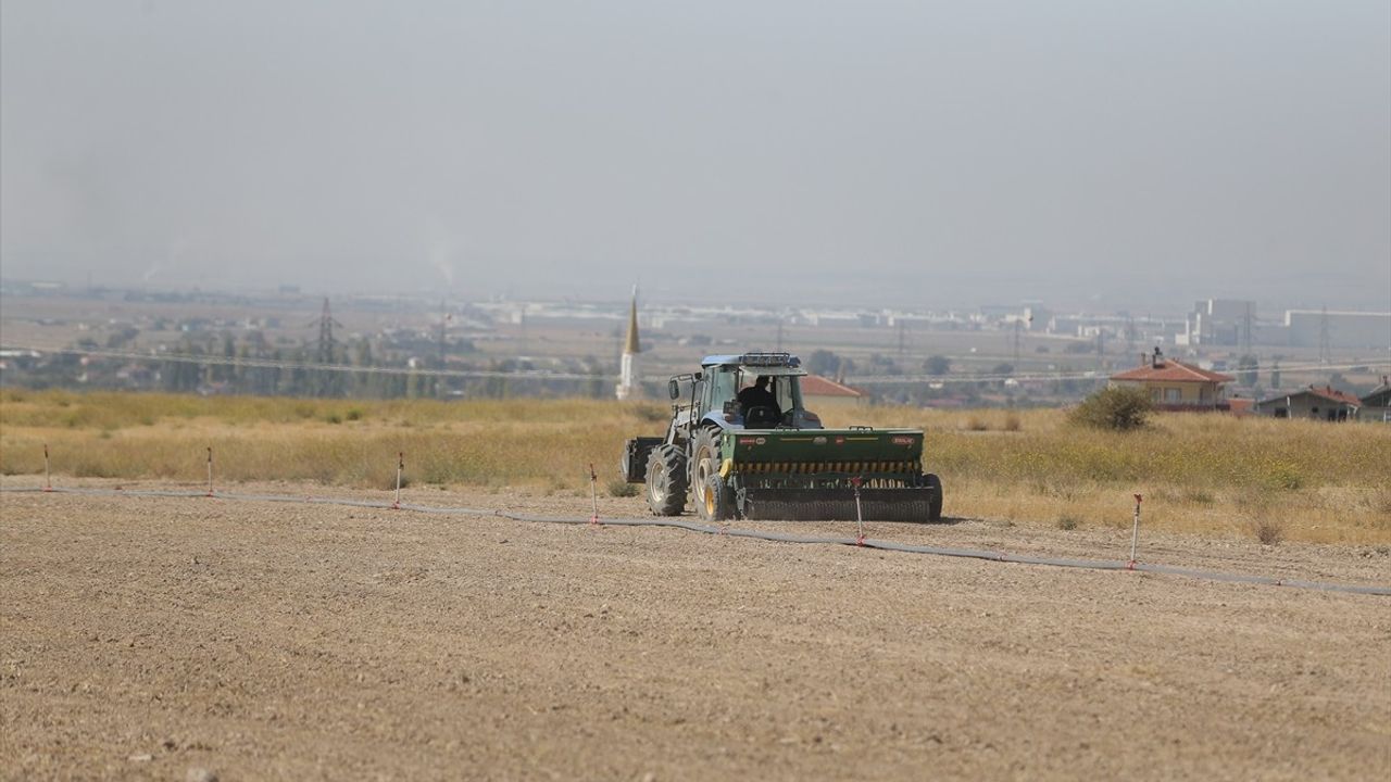 Niğde Ömer Halisdemir Üniversitesi'nde ıslah edilen arazilerde korunga ve diğer yem bitkileri yetiştiriliyor