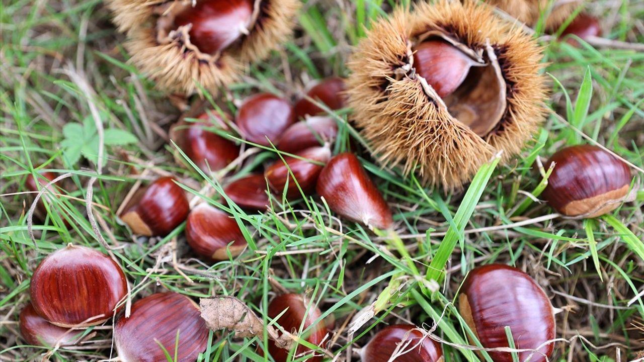 OMÜ'De kestane kanseri ve gal arısına dayanıklı melez kestane türleri geliştiriliyor