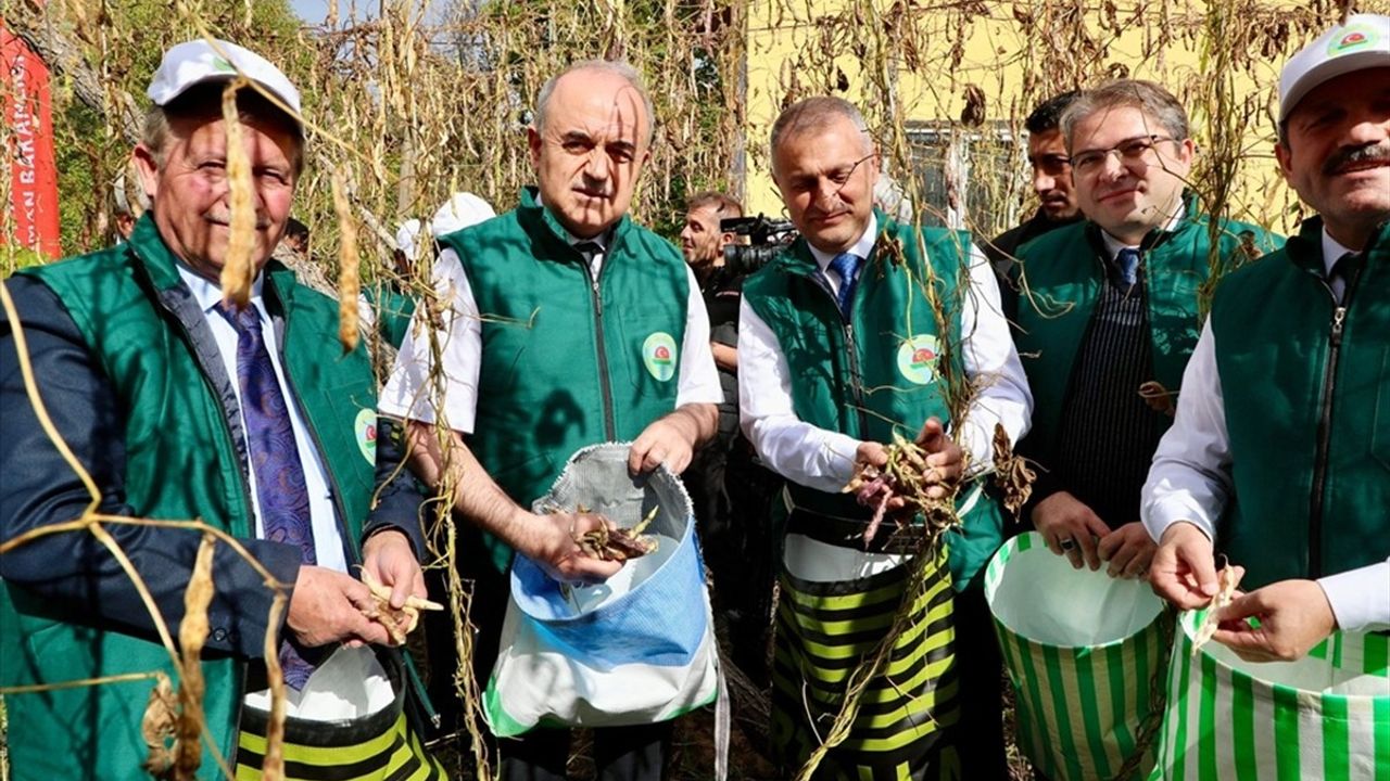Ordu'da coğrafi işaretli Akkuş şeker fasulyesinin hasadı başladı