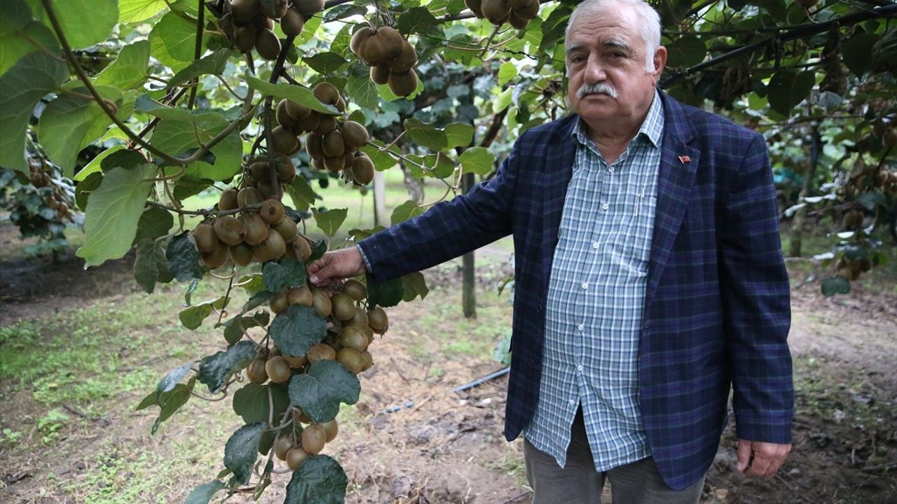 Ordu'nun coğrafi işaretli kivisinin kilogram fiyatı açıklandı