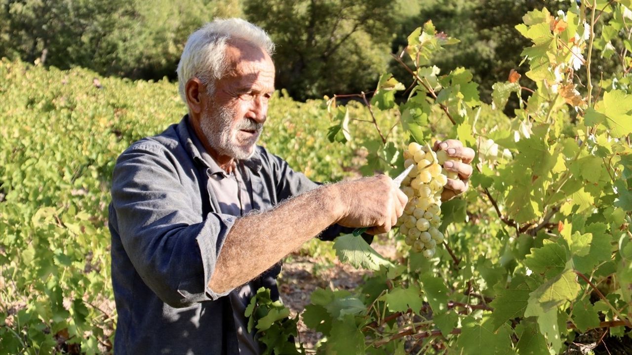 Osmaniye Kaman Köyünde Geleneksel Yöntemle Pekmez Üretimi Başladı