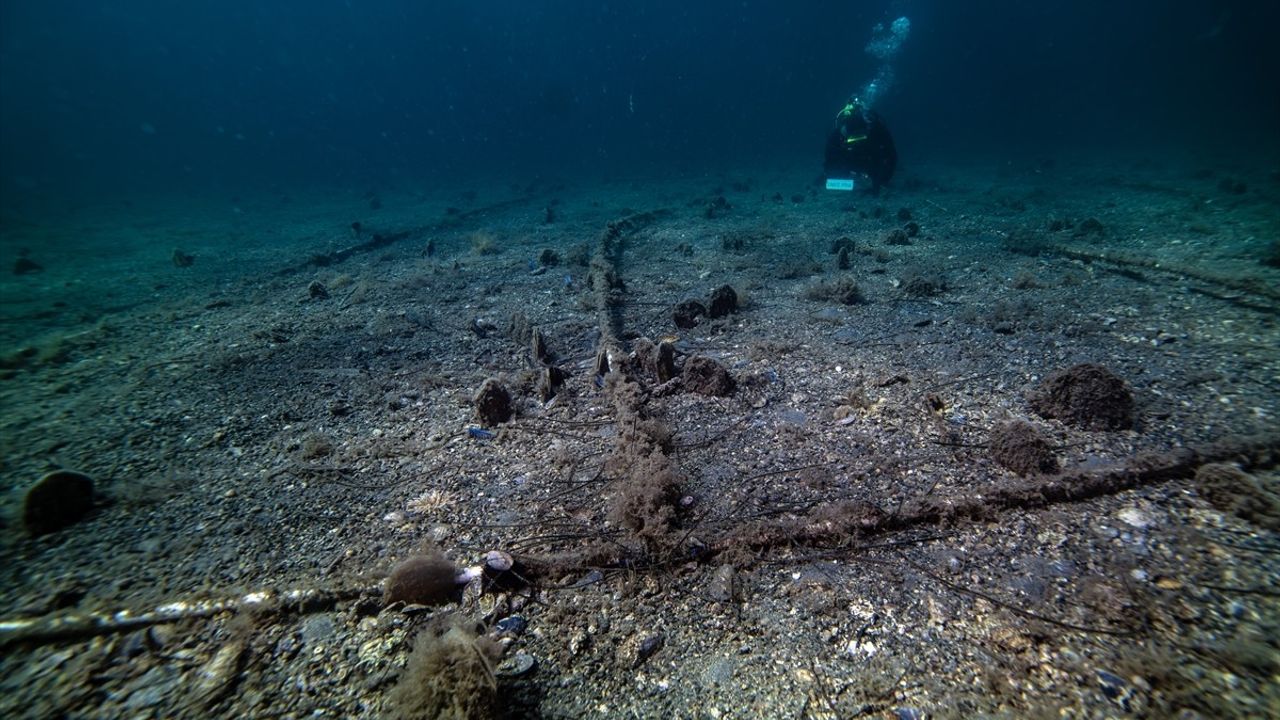 PİNA-İZ ile Marmara'da bebek pina sayısı 10'a yükseldi