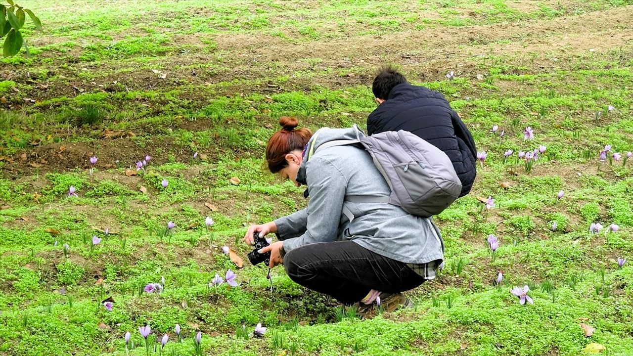 Safranbolu'da 9. Safran Festivali tamamlandı
