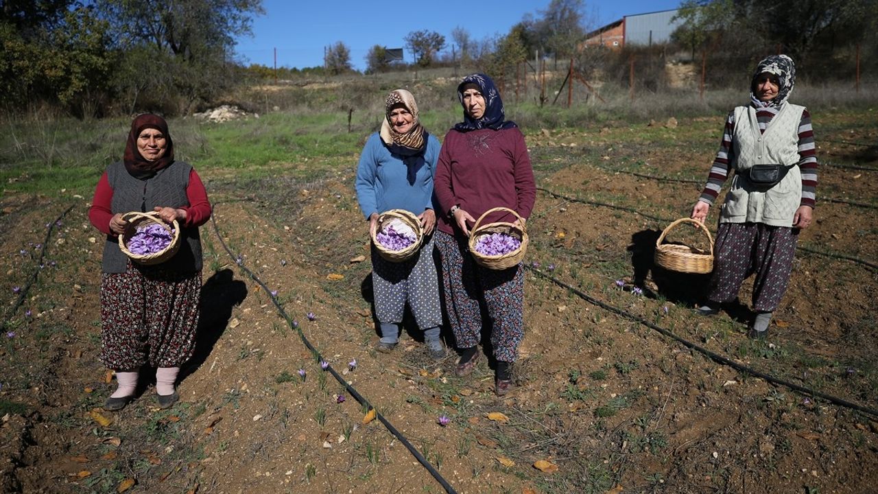 Safranbolu'da safran hasadı sürüyor: Üretim, fiyat ve yerel katkı