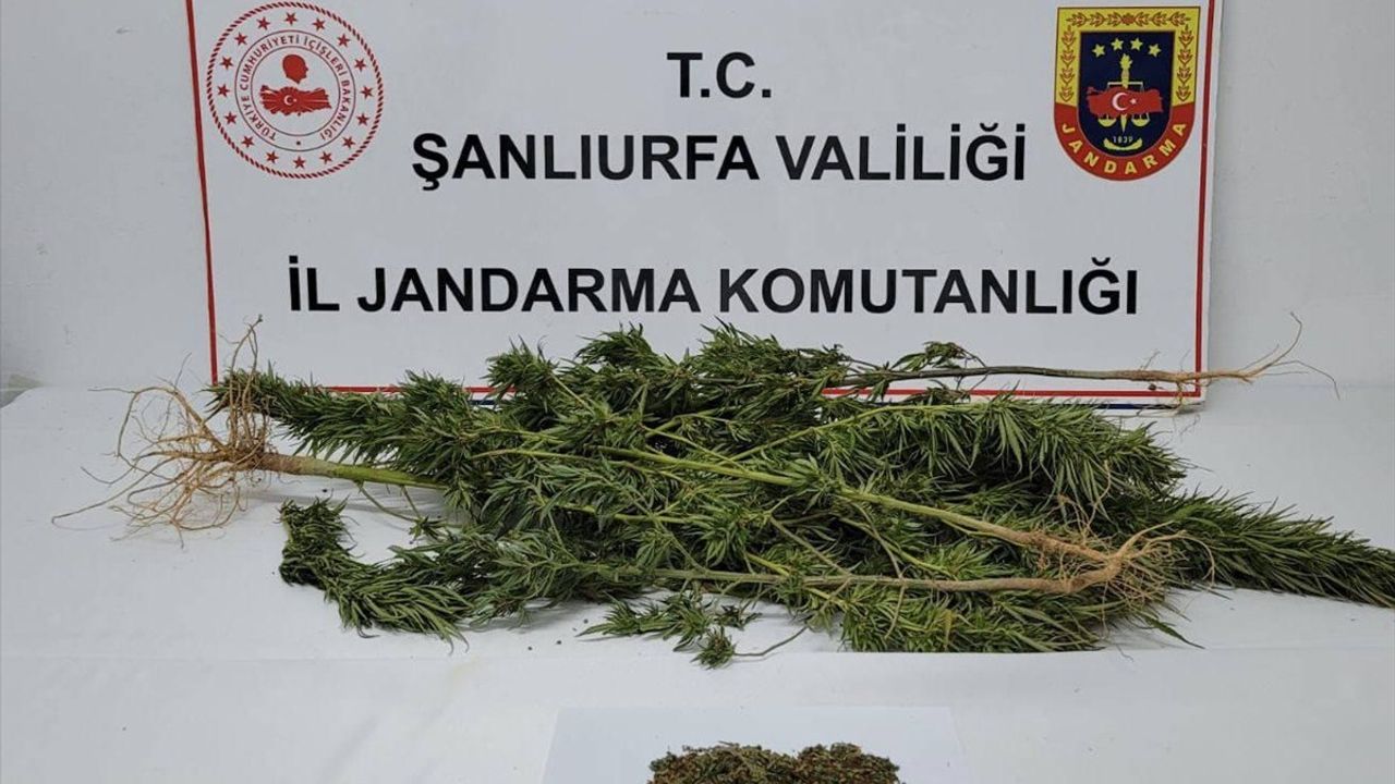 Şanlıurfa Suruç'ta uyuşturucu operasyonu: 4 şüpheli gözaltında