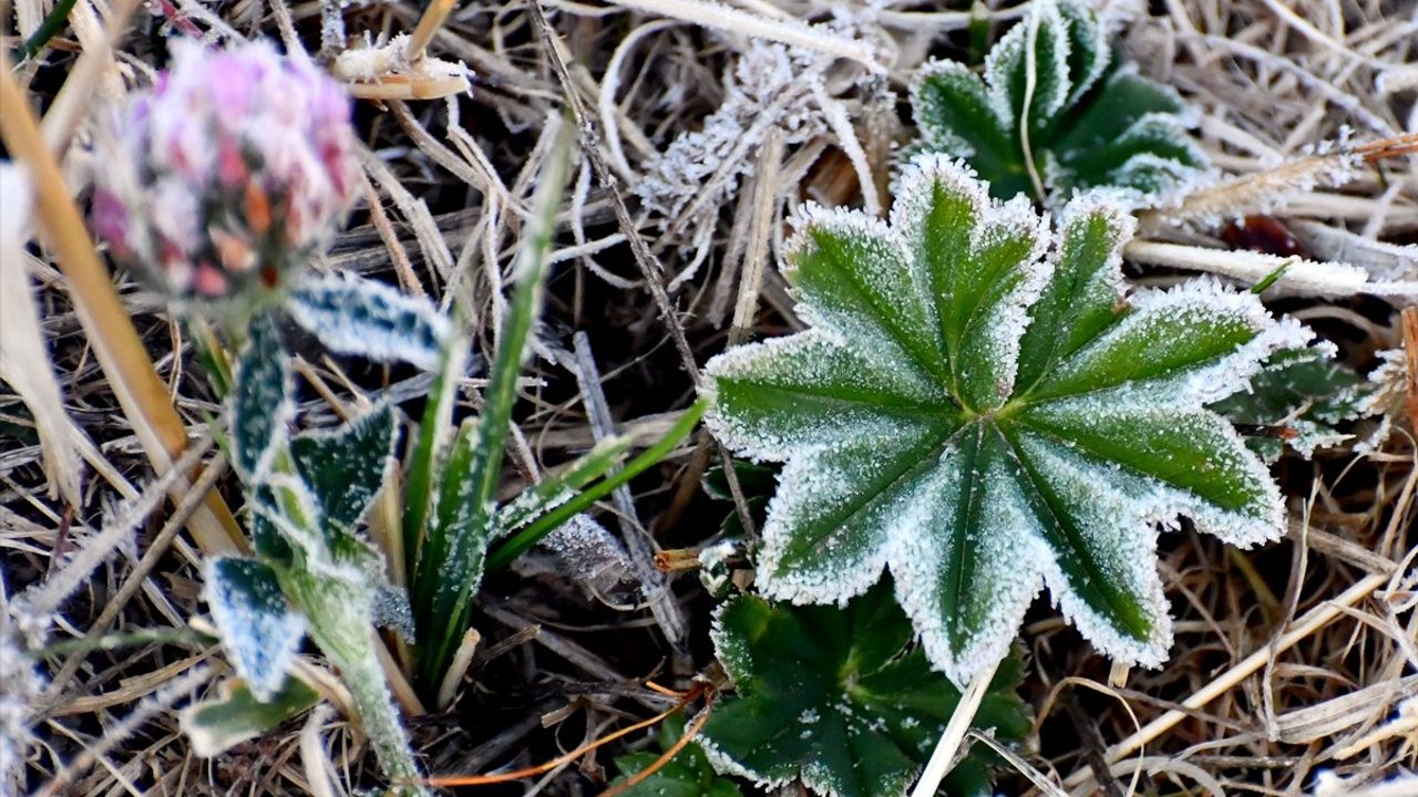 Sarıkamış'ta Sıcaklık -3°C'ye Düştü: Araç Camları ve Bitkiler Kırağıyla Beyazlandı