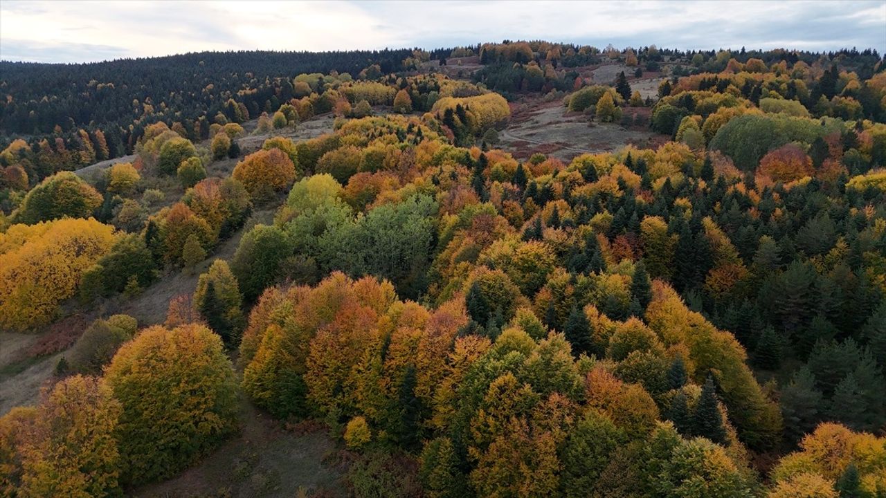 Sinop Gerze Güzelyurt'ta Ormanlar Sonbahar Renklerine Büründü