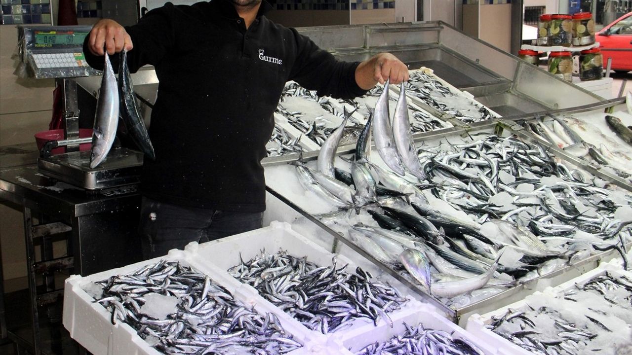Sinop'ta tezgahlar hamsiyle doldu: Kilogramı 150 liradan satışta