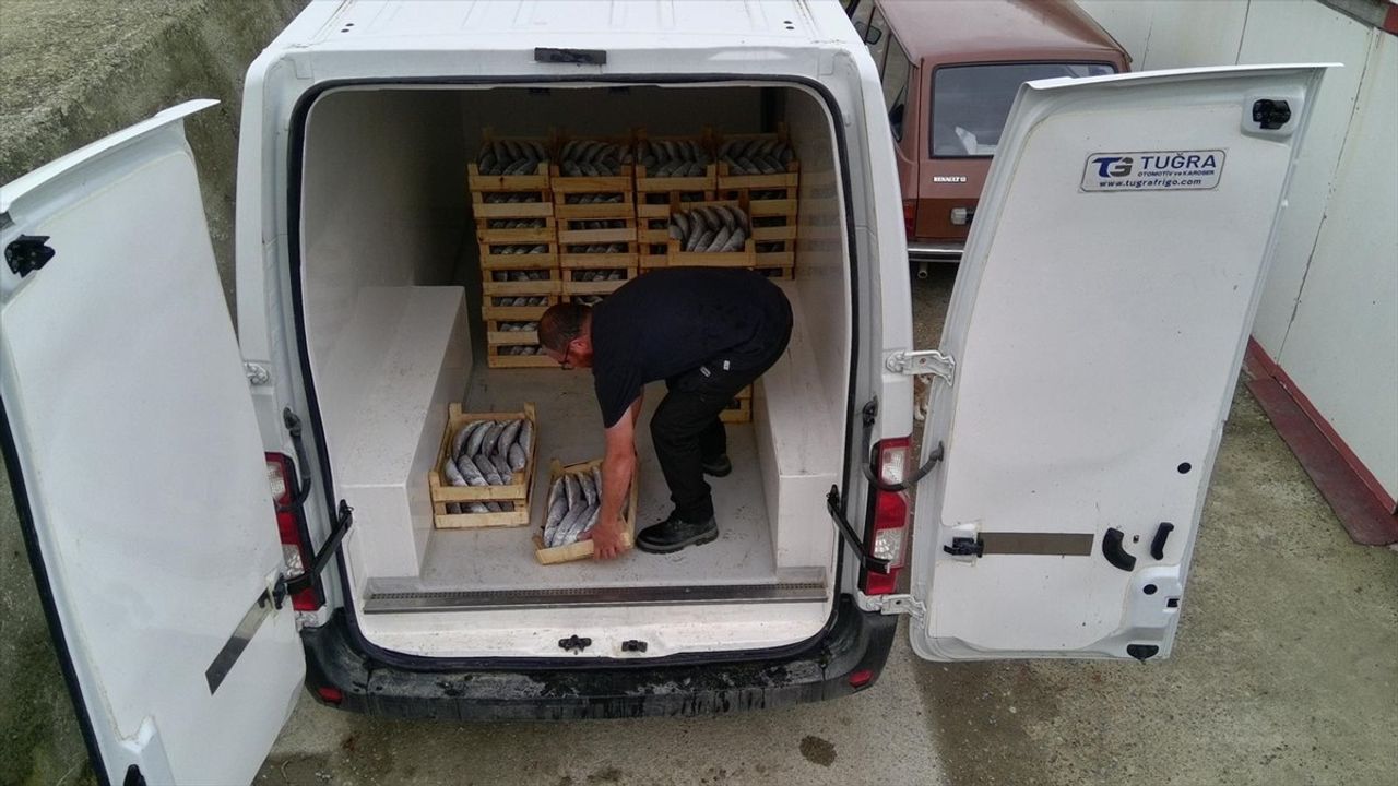 Sinop Türkeli'de küçük tekneyle palamut avı: Ağlara yaklaşık 1000 palamut takıldı