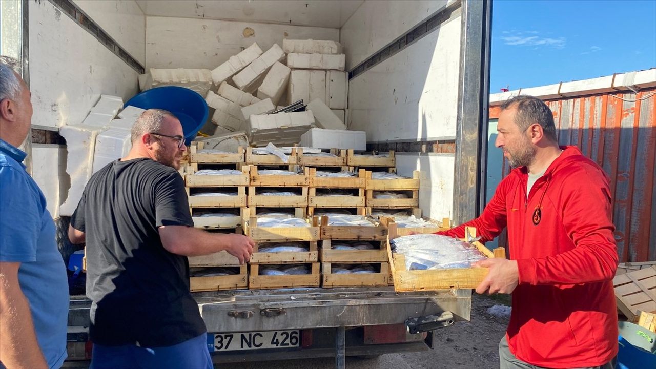 Sinop Türkeli'de Sezonun İlk Avında Yaklaşık 3 Bin Palamut