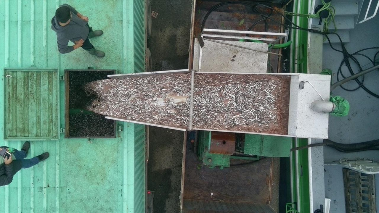 Sinop'un Türkeli açıklarında balıkçılar limana tonlarca hamsiyle döndü