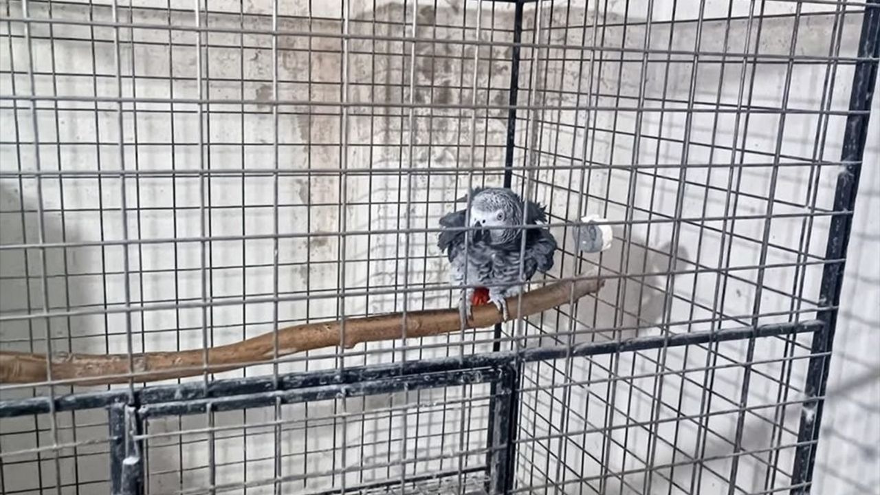 Tekirdağ'da 21 kaçak papağan ele geçirildi; DKMP koruma altına aldı