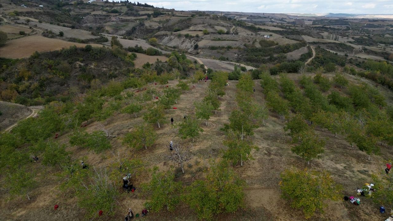 Tekirdağ'da bozuk orman arazilerinde yetişen cevizlerin hasadı başladı