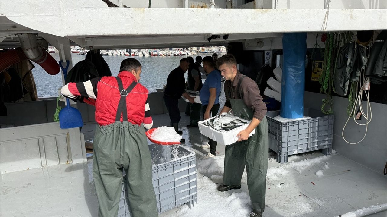 Tekirdağ'da istavrit bolluğu balıkçıları memnun ediyor