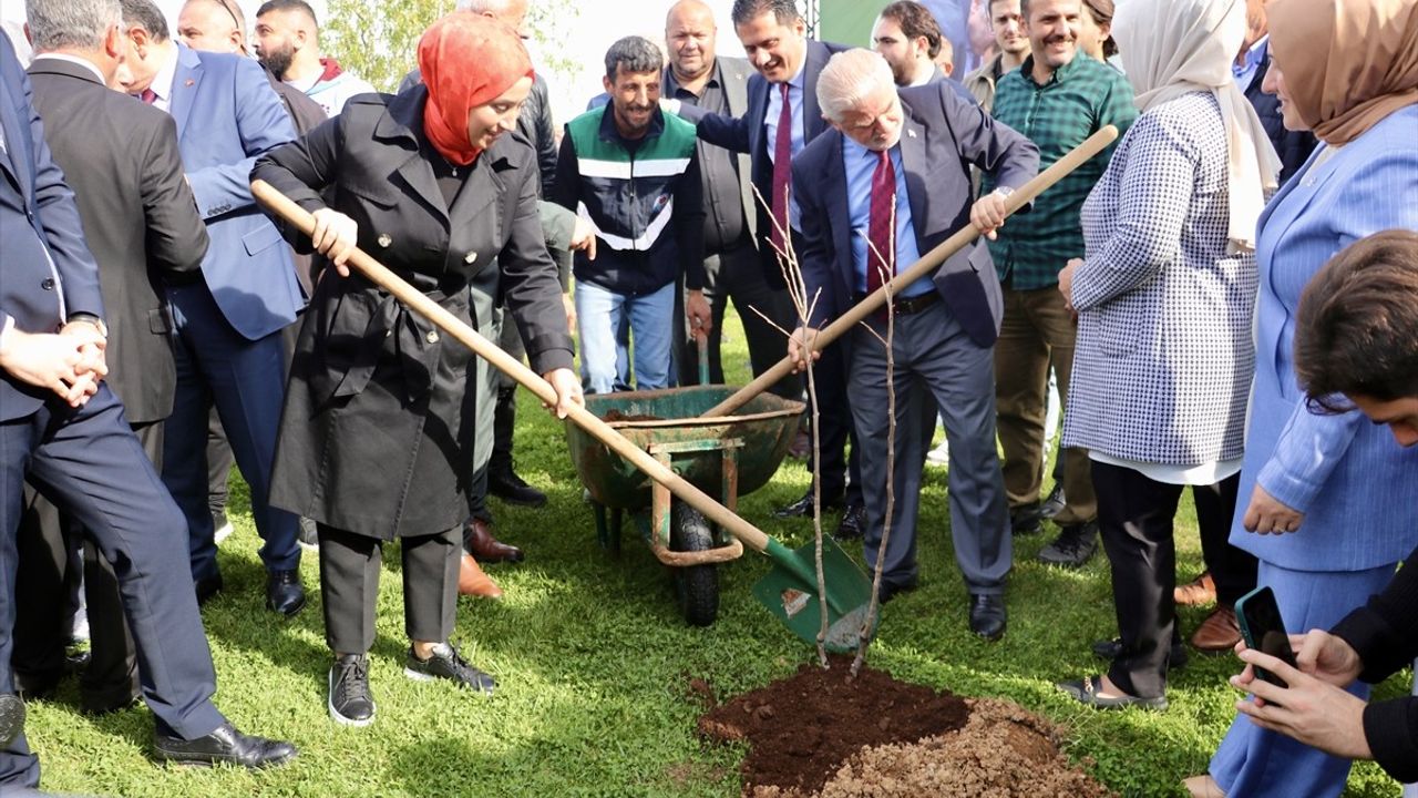Trabzon'da üreticilere 5.300 ücretsiz yerel meyve fidanı dağıtıldı