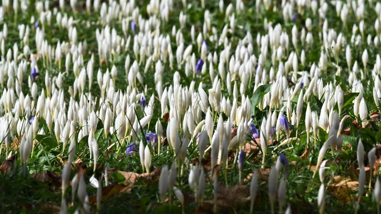Trabzon'un yüksek yaylalarını vargit çiçekleri renklendirdi