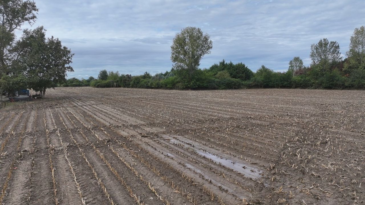 Trakya'da Yağışlar Çiftçiye Rahatlama Sağladı: Buğday ve Kanola Ekim Hazırlıkları Hızlanıyor