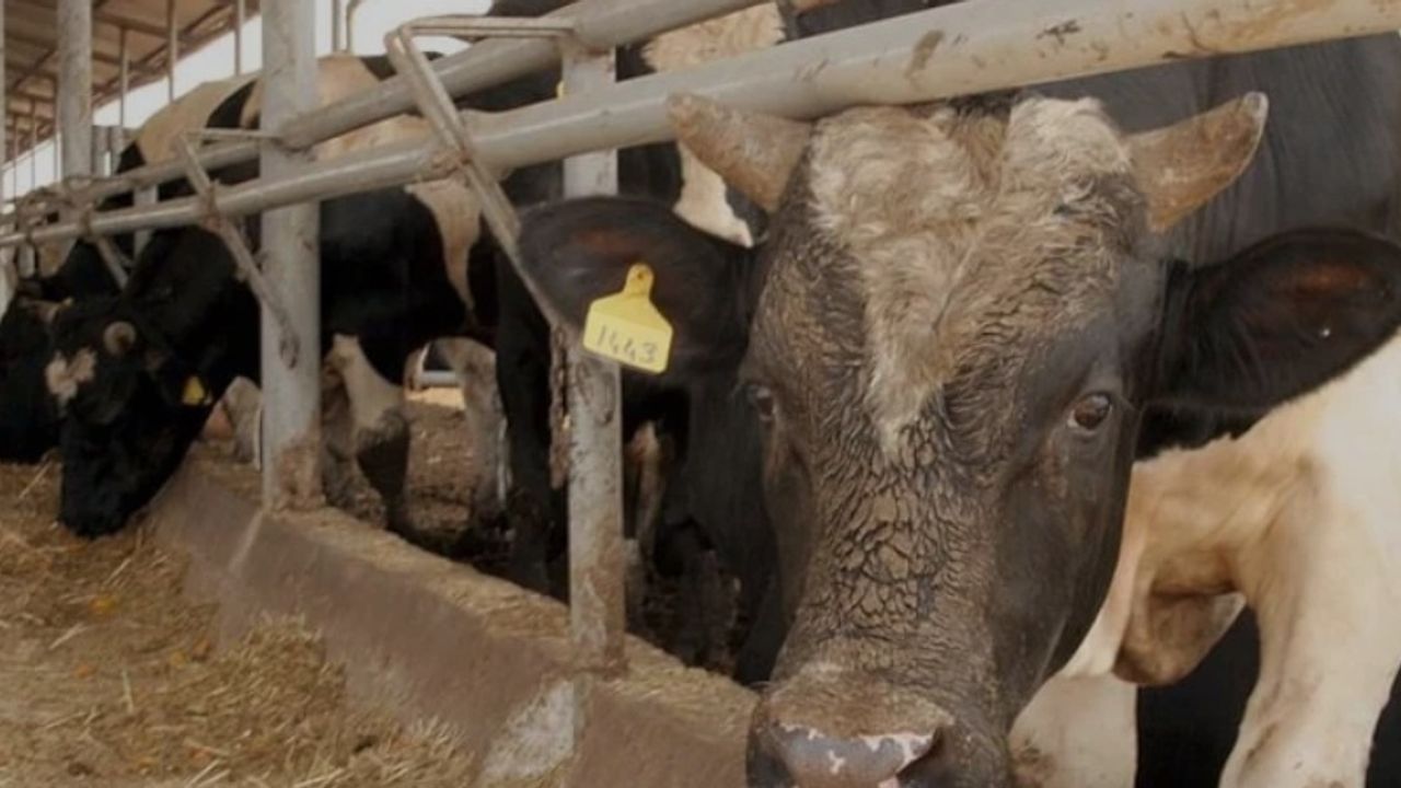 Türkiye'de 'Deli Dana' Alarmı! Ankara'dan Sonra Bolu'da da Tespit Edildi: Uzmanlar Uyardı!