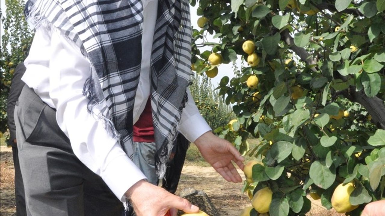 TZOB Başkanı Şemsi Bayraktar İzmir'de üreticilerle hasatta: tütün, nar ve ayva