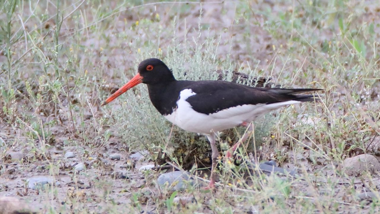 Uydu vericili poyraz kuşunun 8 ülkeyi kapsayan göç rotası kayıt altına alındı