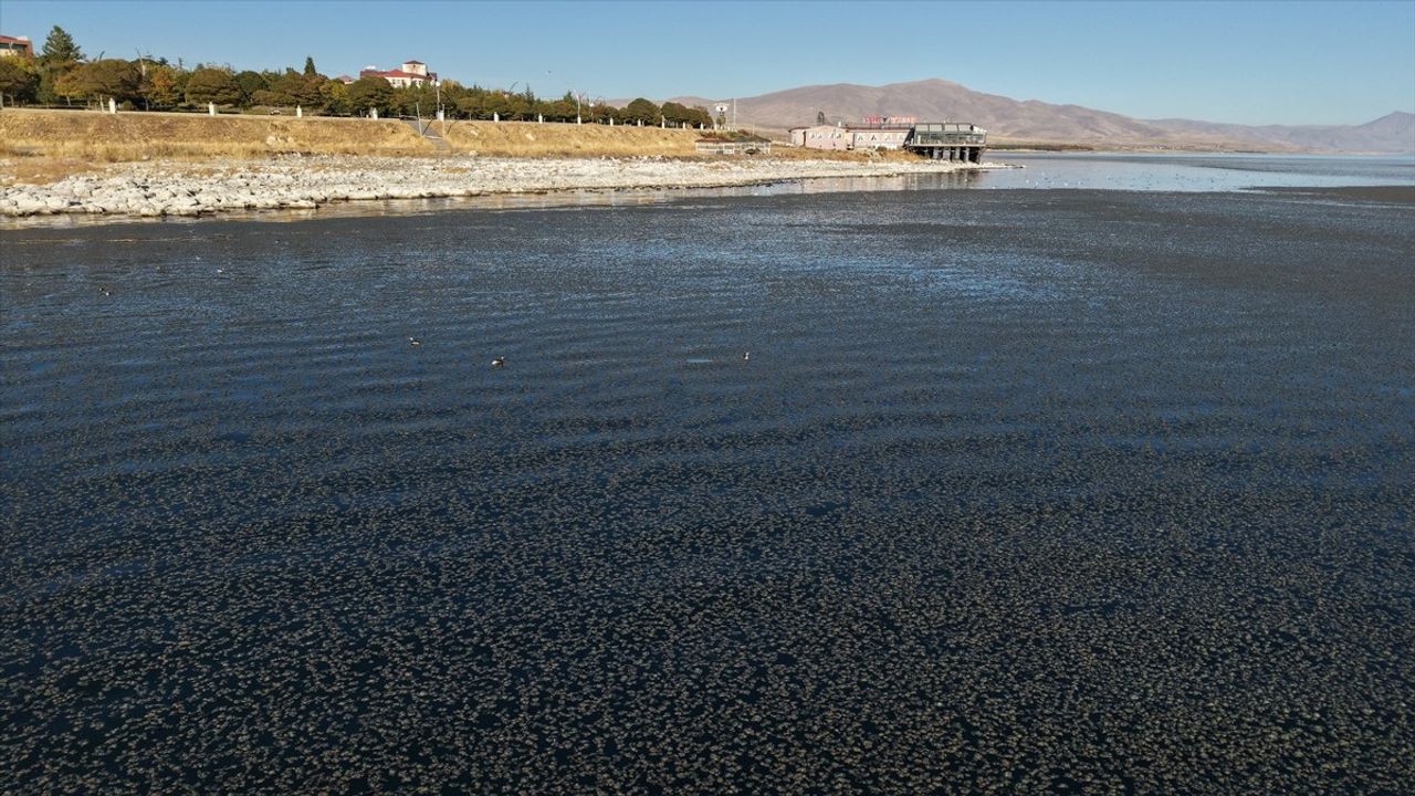 Van Gölü kıyılarında yosun tabakaları artıyor — Uzmanlar uyarıyor