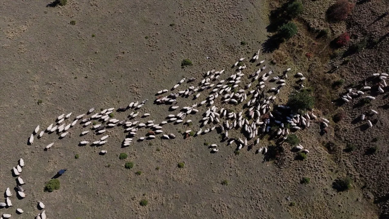 Zigana Dağı'nda besiciler sonbahar mesaisinde