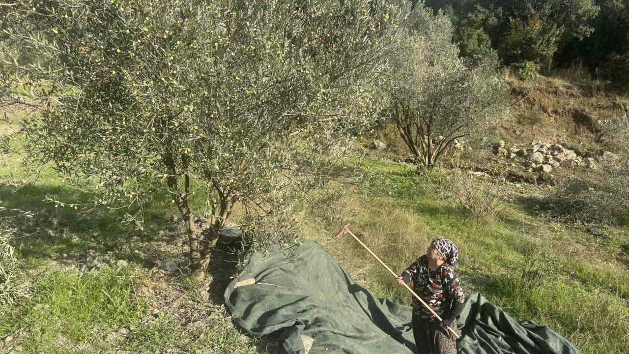 88 yaşındaki Emine Aksoy, Çukurköy'de zeytin hasadını sürdürüyor
