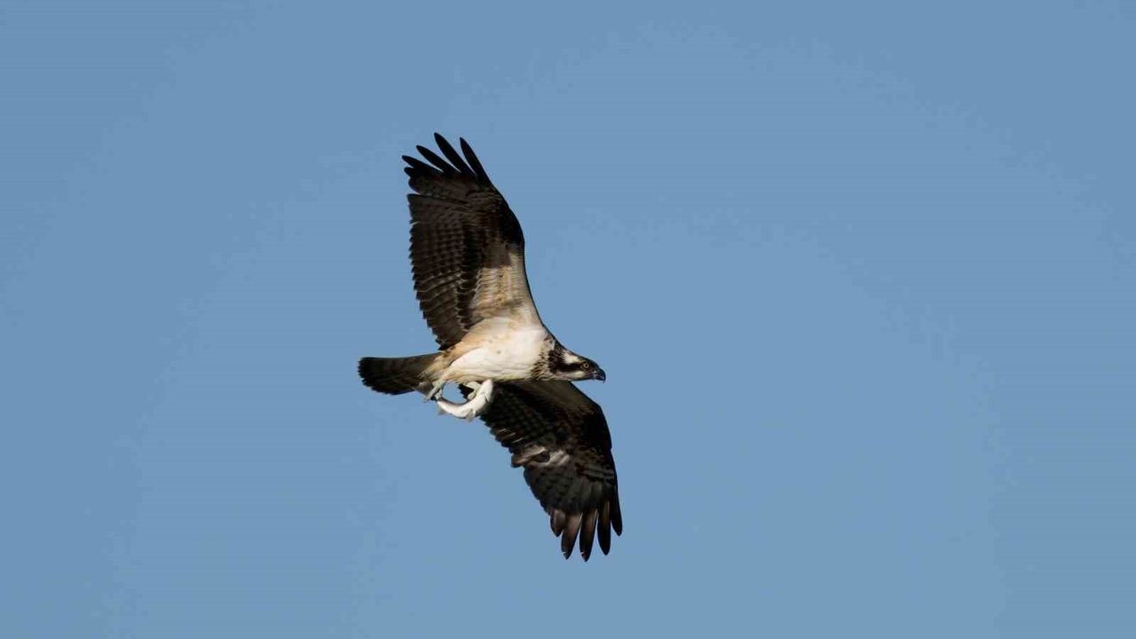 Abana Ezine Çayı'nda Göçmen Balık Kartalları Fotoğraflandı