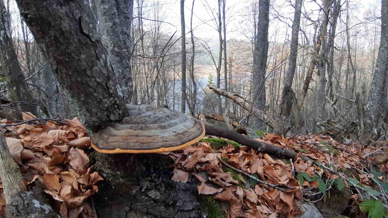 Abant Gölü Milli Parkı'nda Hafta Sonu Ziyaretçi Yoğunluğu