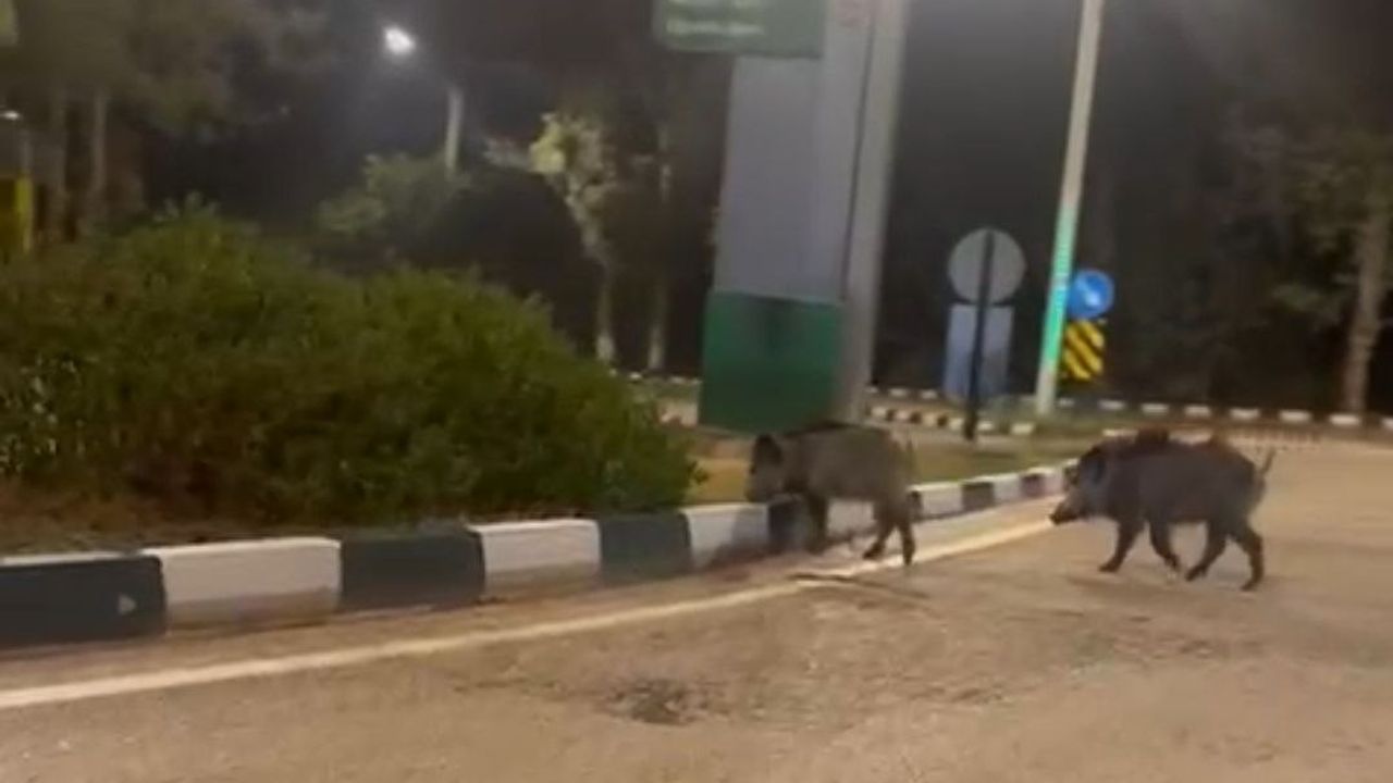 Adana'da Çukurova Üniversitesi Yerleşkesine Gece Giren Sürü Halindeki Domuzlar Görüntülendi