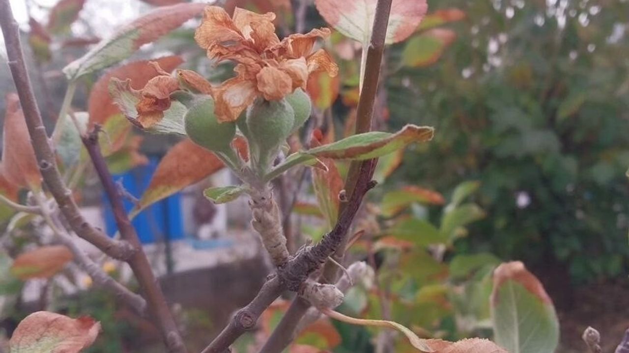 Adana'da Kasımda Elma Ağacı Çiçek Açıp Meyve Verdi