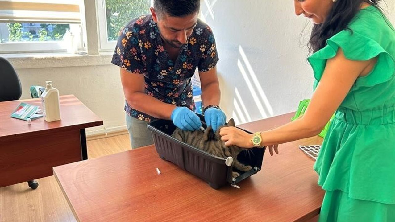 Adana'da kedi ve köpeklerin kimliklendirilmesi için son tarih 31 Aralık 2025