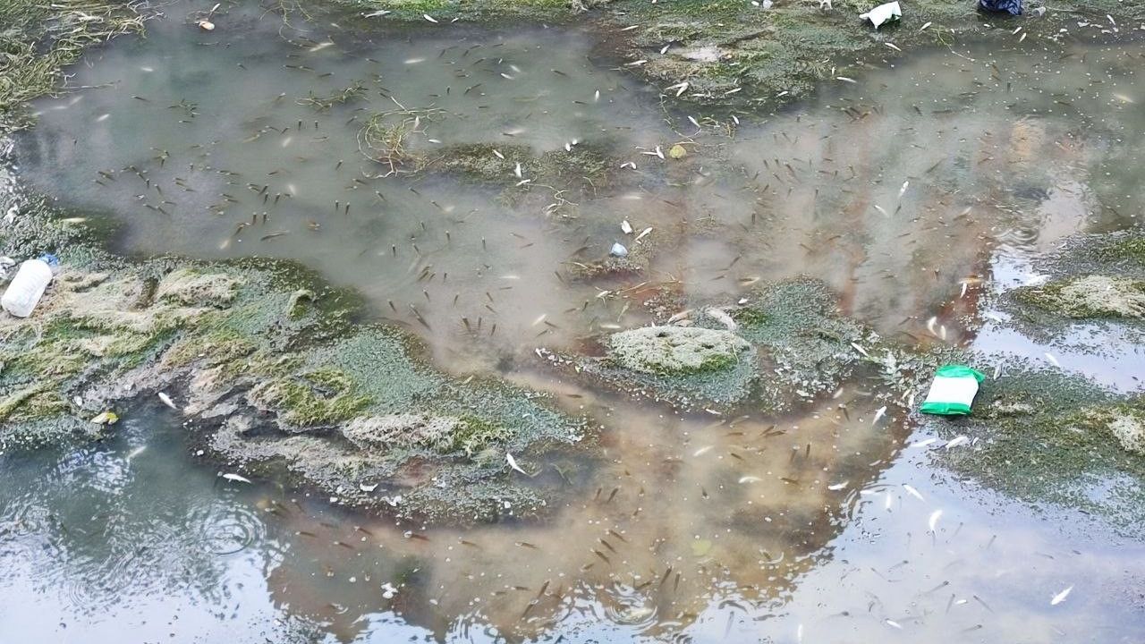 Adana’da Kuraklık ve Kirlilik Sulama Kanalında Yüzlerce Balığın Telef Olmasına Yol Açtı