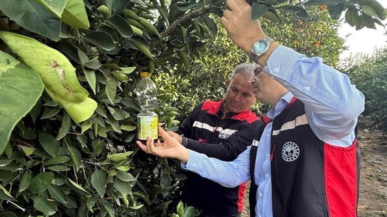 Adana'da narenciye hasadıyla Akdeniz meyve sineğiyle mücadele hızlandı