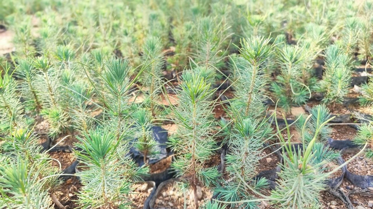 Adana'da ormanlar yıllık 5 milyon fidanla yeniden yeşerecek