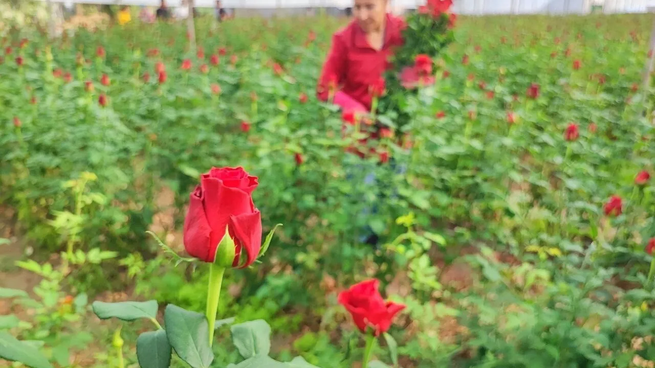 Adana’da seralarda gül hasadı başladı: Üretici maliyet ve fiyat farkına dikkat çekiyor