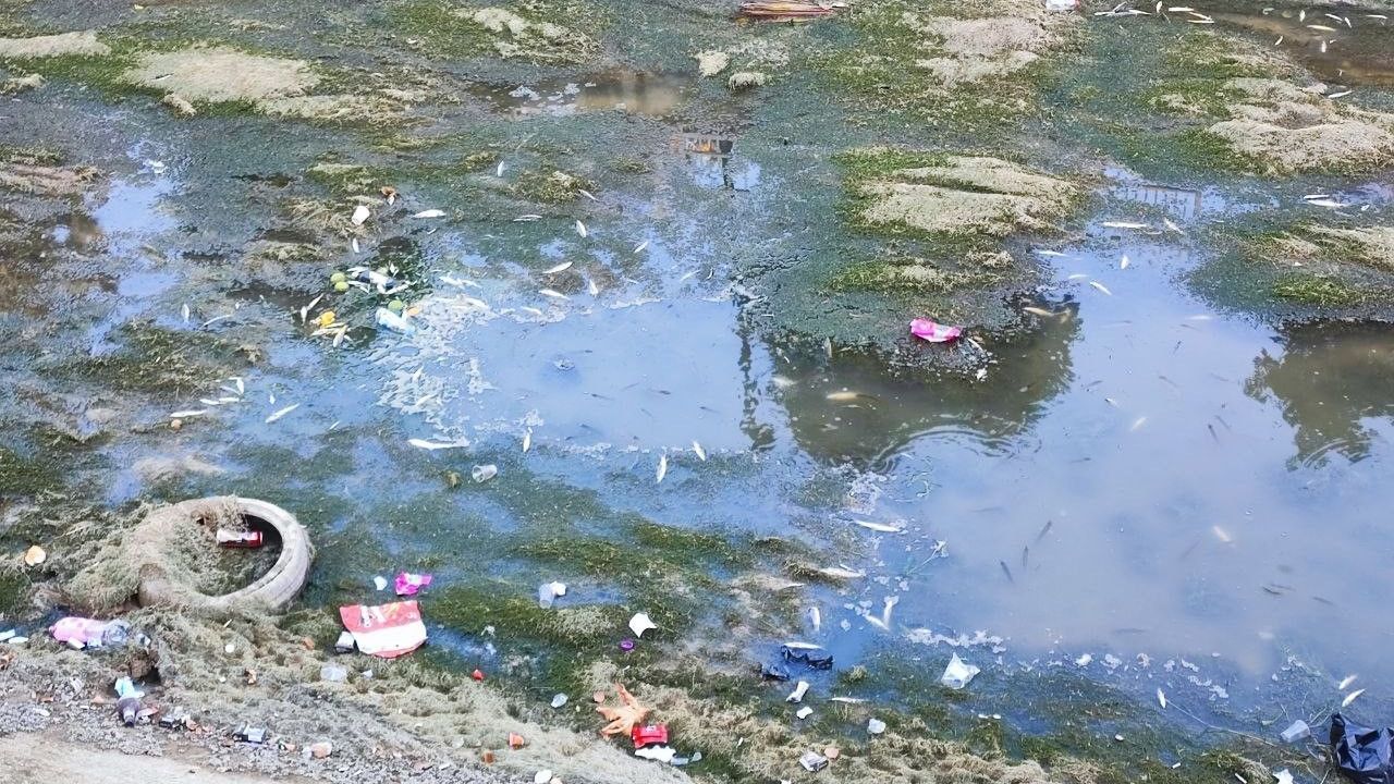 Adana'da sulama kanallarında balık ölümleri sürüyor