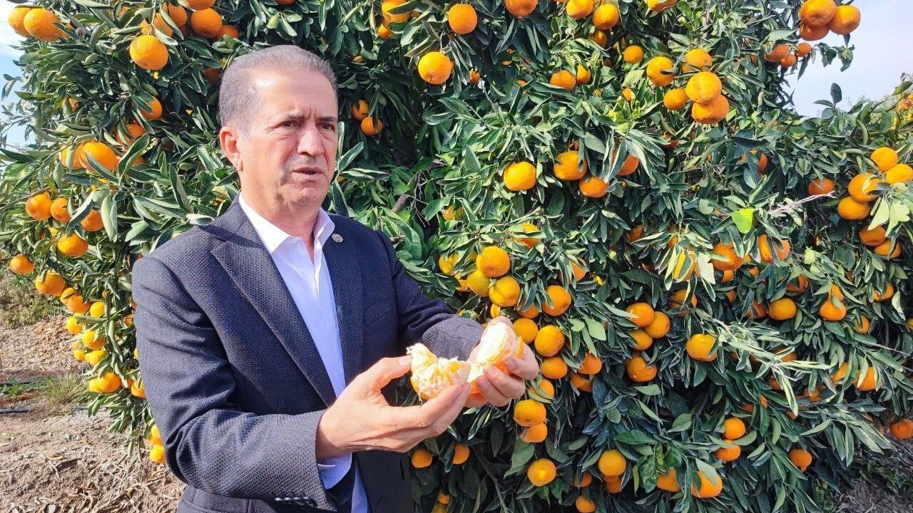 Adana'da tarım aracılarının grevi mandalina fiyatını düşürdü: Bahçede kilosu 3-5 TL