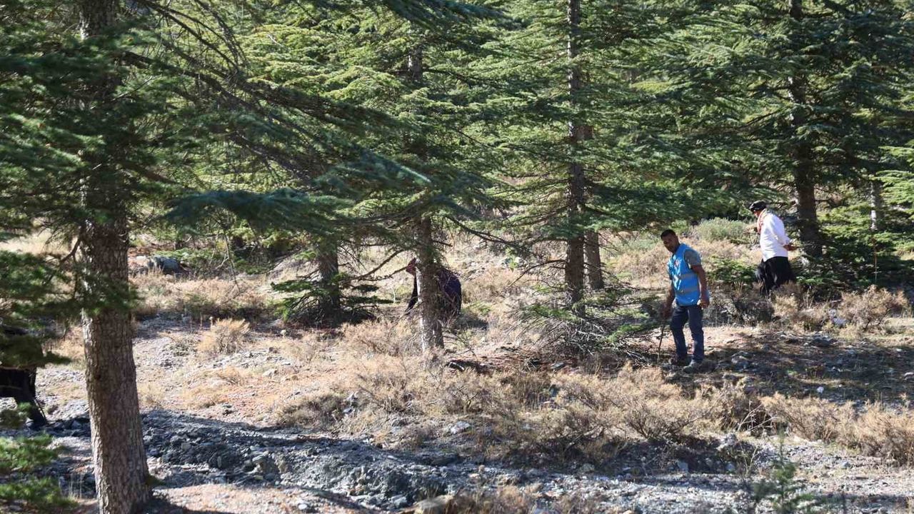 Adana Feke'de sedir (katran) mantarı yeniden çoğalıyor: Kilosu 500–1.000 TL, Japonya'ya ihracat sürüyor