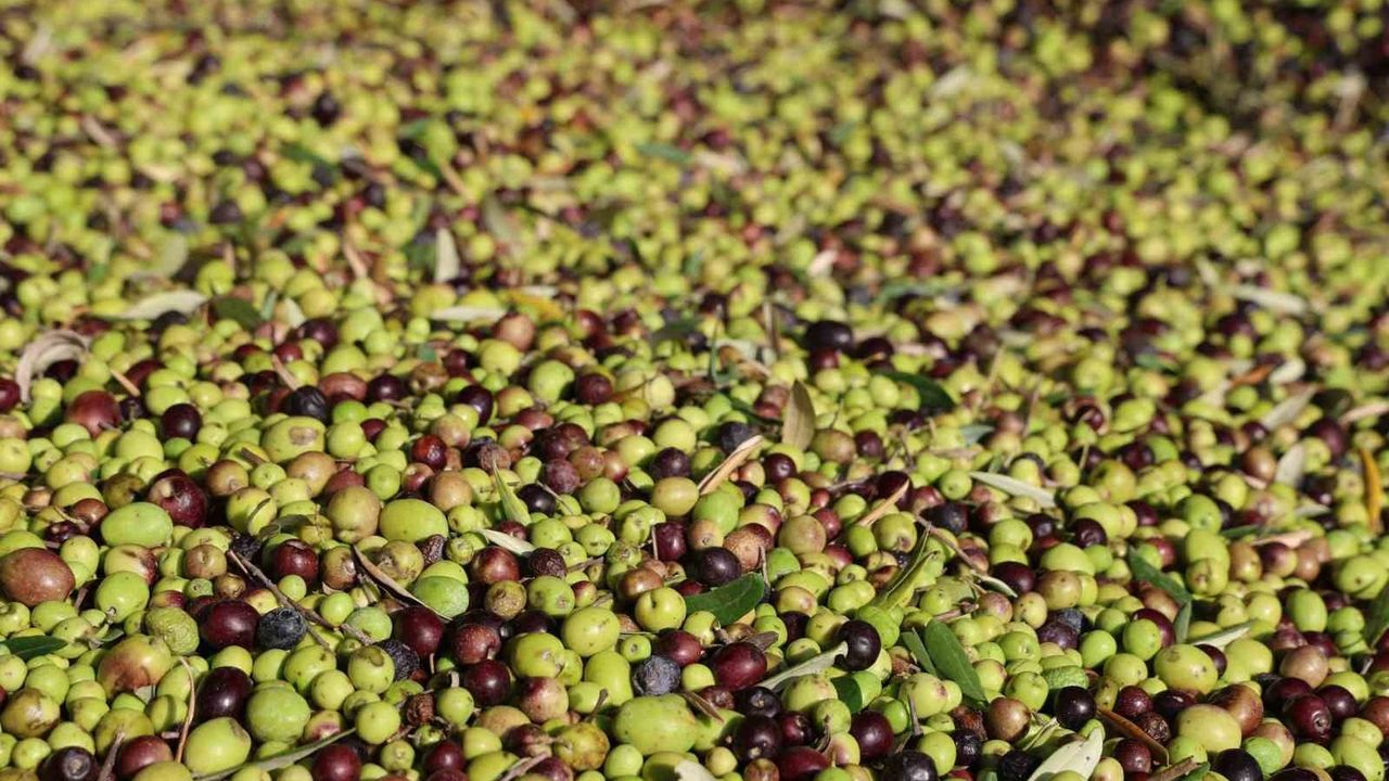 Adana Kozan’da zeytin hasadı tamamlandı: Zeytinin yağ yolculuğu başladı